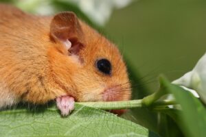 Picture of a dormouse on a green leaf